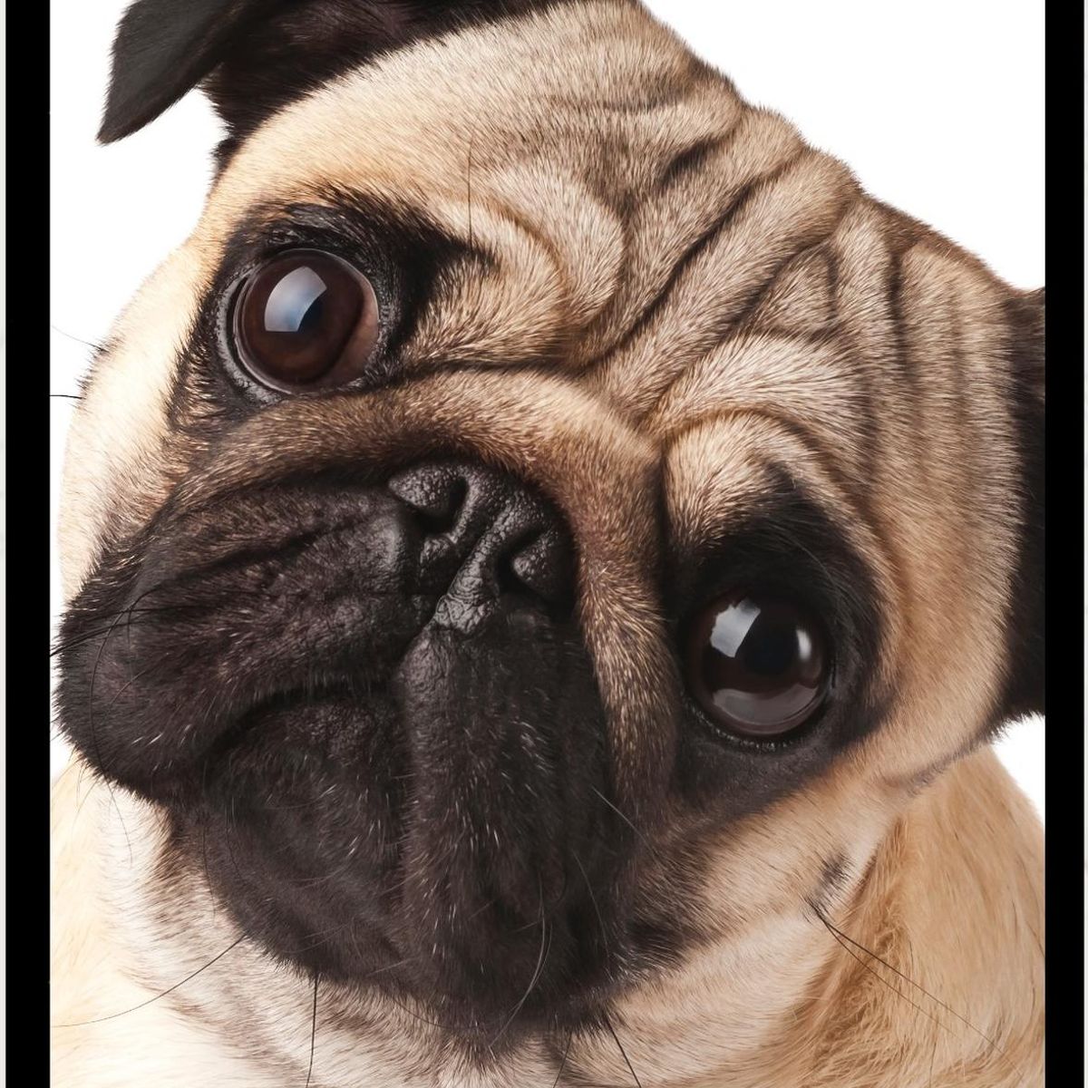 GENERICO - Cuadro Decorativo Perro Pug Tierno Medidas 30x40 CM