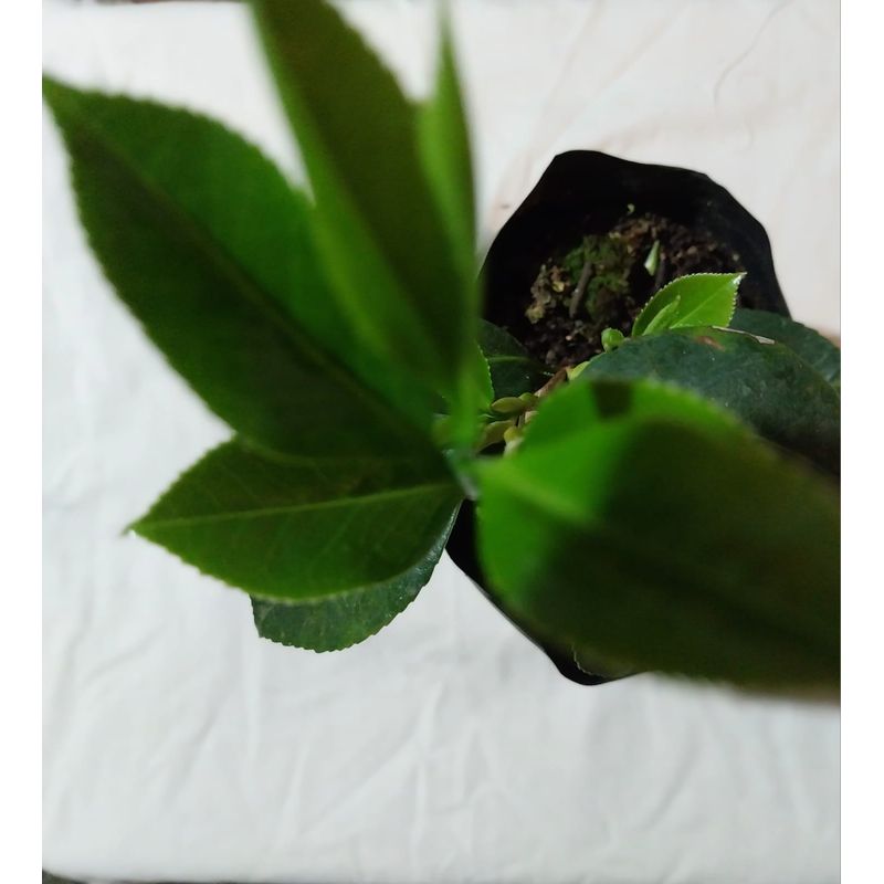 GENERICO - Camelia blanca doble ( Camelia japonica) 40 cm. aprox