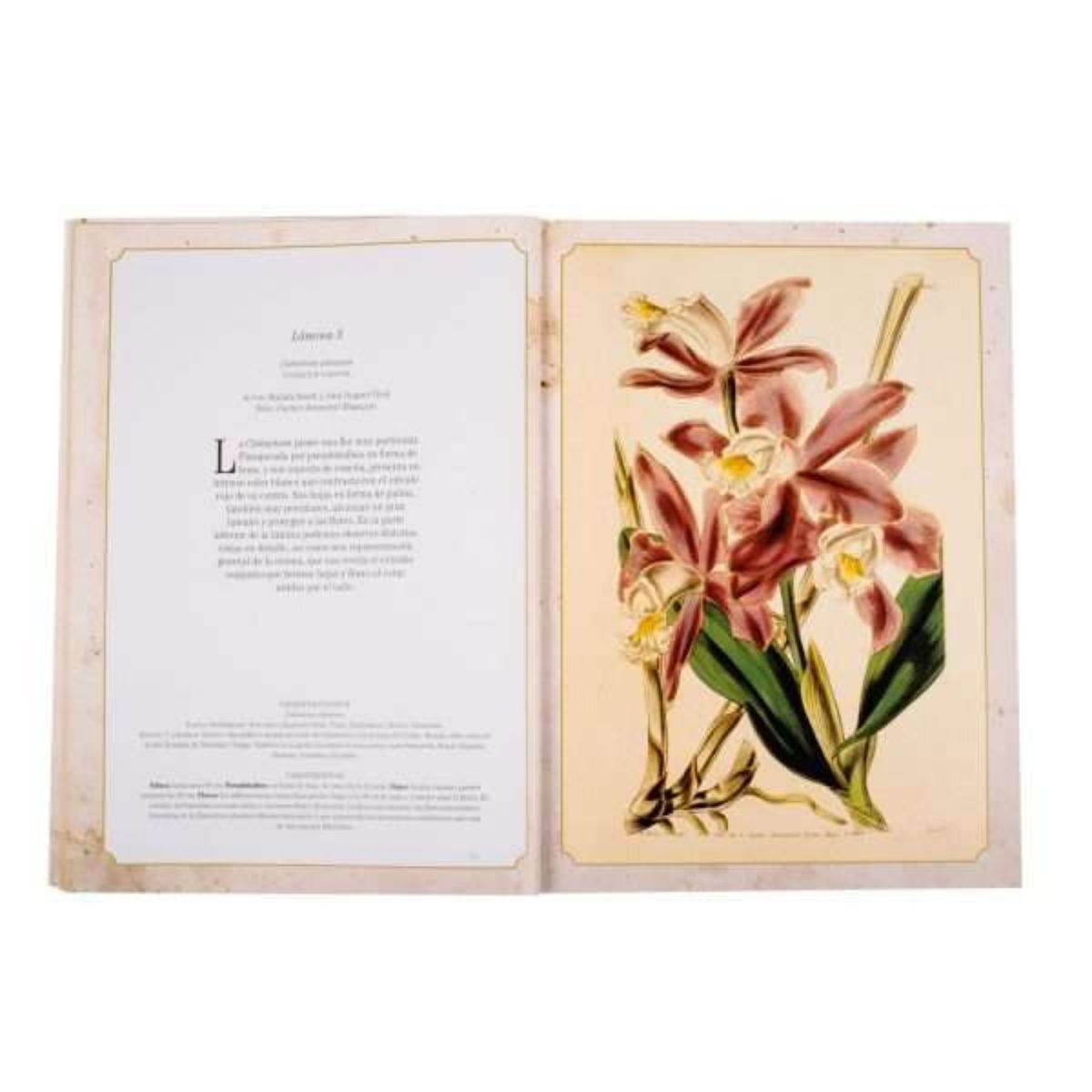 LEXUS EDITORES - Maravillas de la botánica