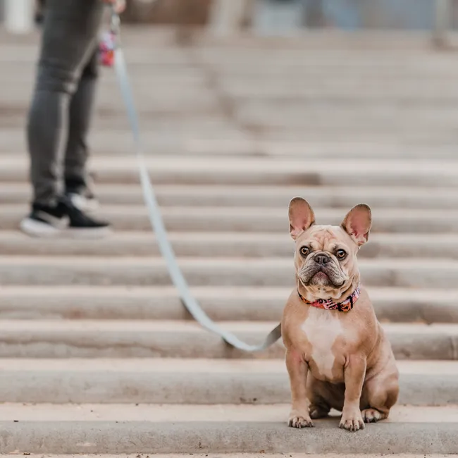 PETLOUNGE - Correa Larga Perros - Reforzada - 3 Metros - Gris - Perro