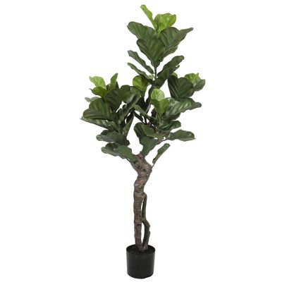 Imagen 2 del producto FICUS LYRATA DE 150 CM, PROTECCIÓN UV HOME
