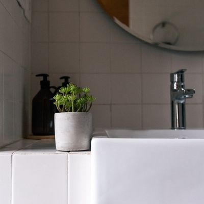 Imagen 2 del producto Suculentas 15 cm, con macetero Home