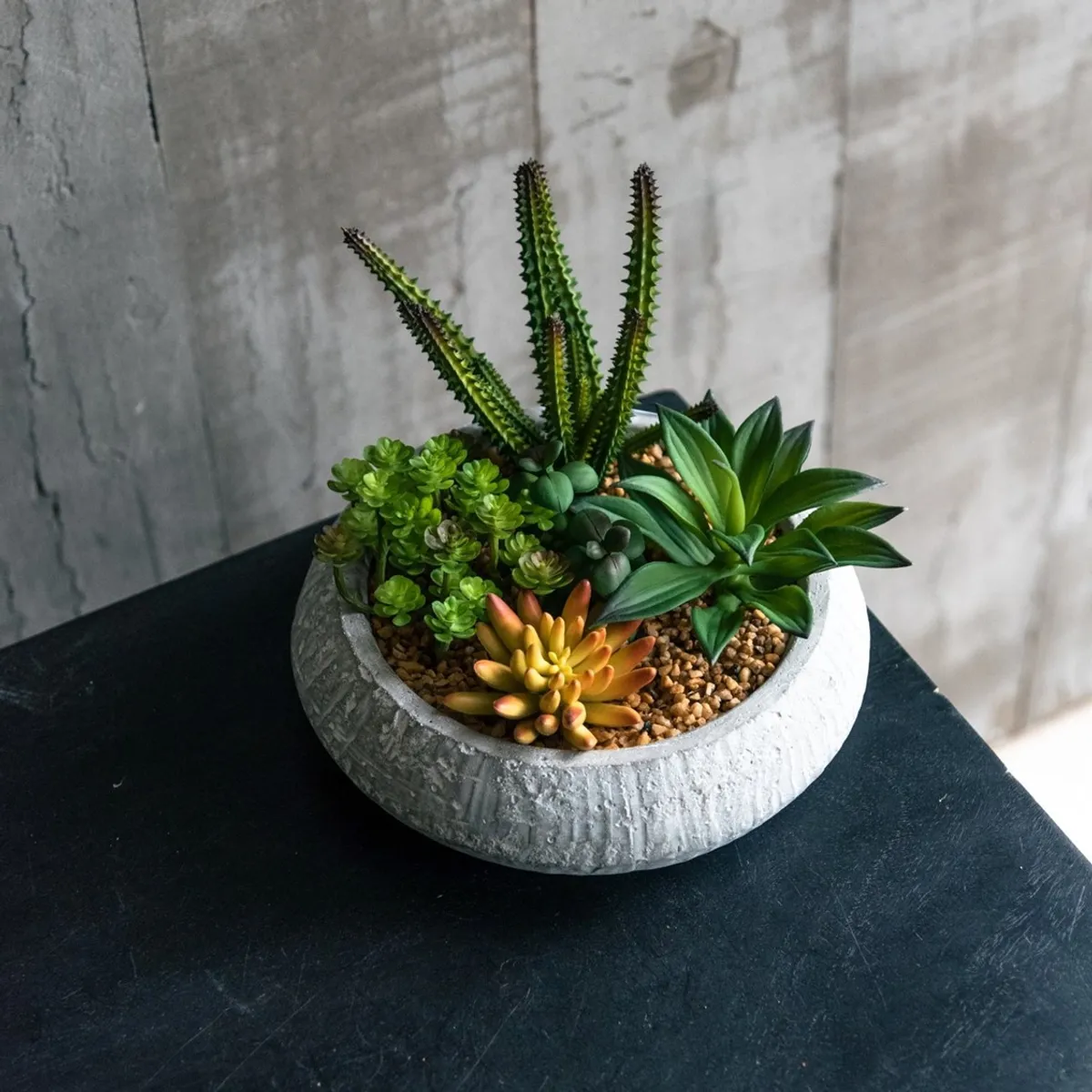 VADELL - Suculentas de 17 cm con macetero Vadell Home