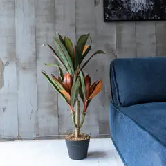 VADELL - Dracena hoja multicolor de 75 cm Home