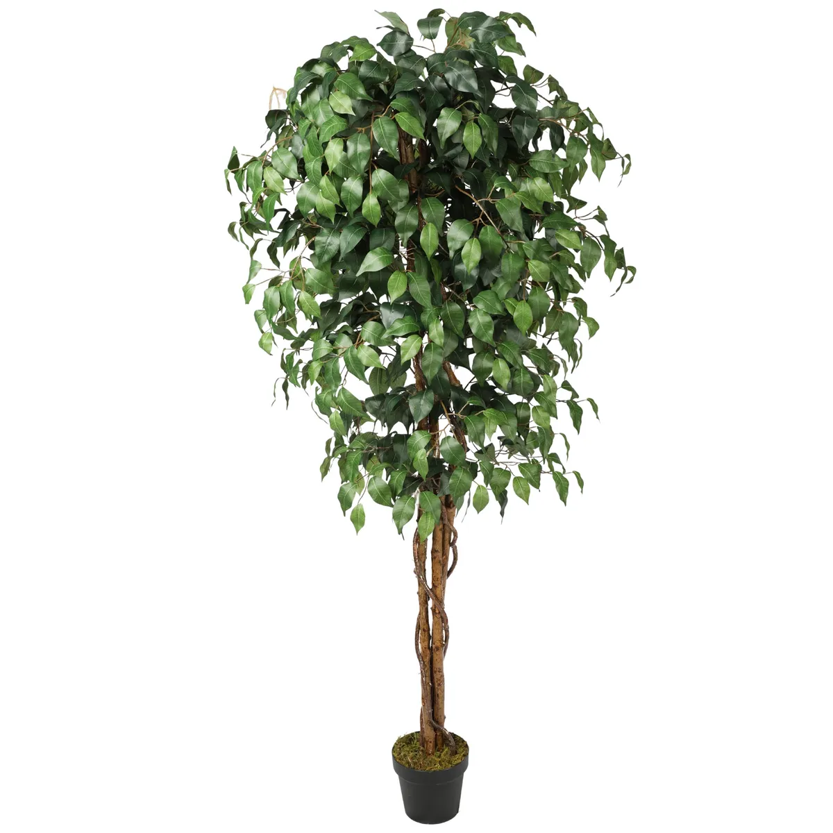 VADELL - Ficus Benjamina de 180 cm con doble tronco de madera Vadell Home