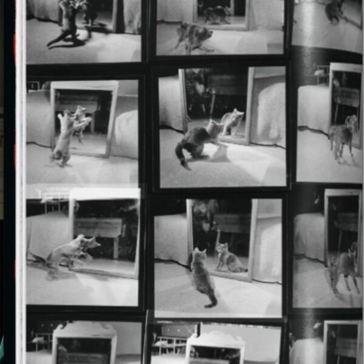 TASCHEN - Walter Chandoha. Cats. Photographs 1942–2018 - Taschen