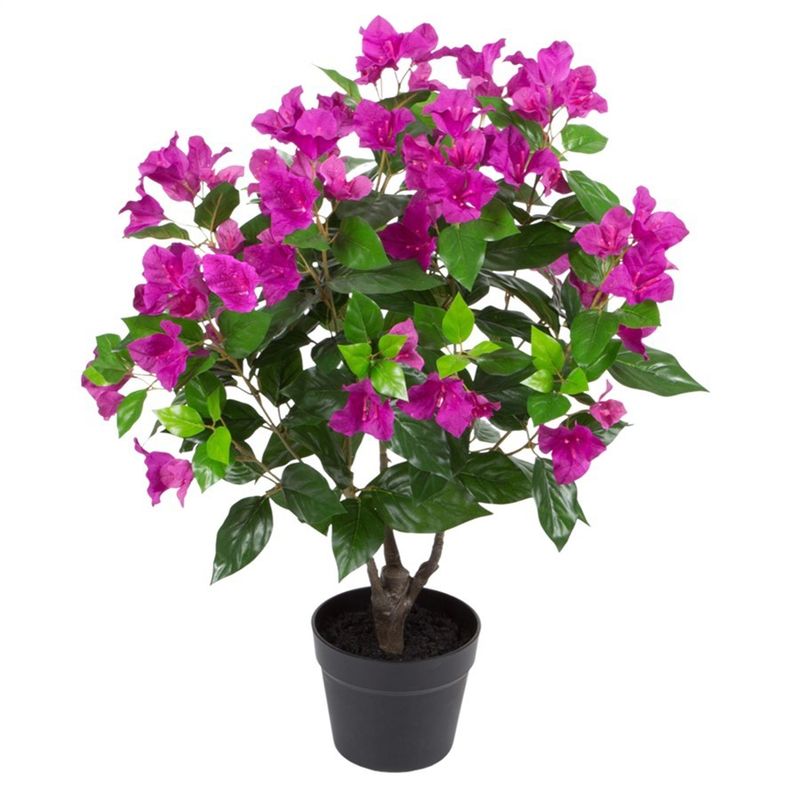 VADELL - Arbusto de Bugambilia fucsia de 70 cm Vadell Home