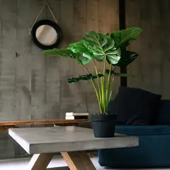 VADELL - Monstera de 60 cm Home