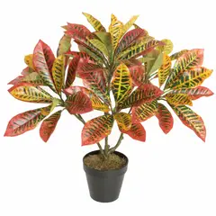 VADELL - Crotón de 65 cm Home