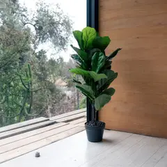 VADELL - Ficus Lyrata de 100 cm Home