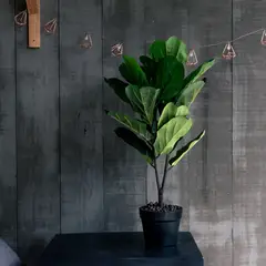 VADELL - Ficus Lyrata de 75 cm Home