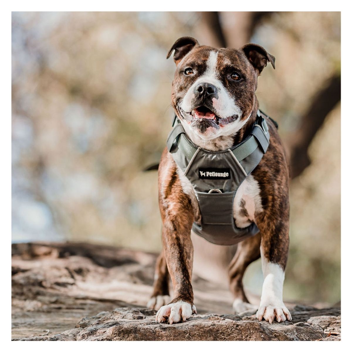 PETLOUNGE - Conjunto Arnés y Correa Outdoor - Gris - Talla L - Perro.
