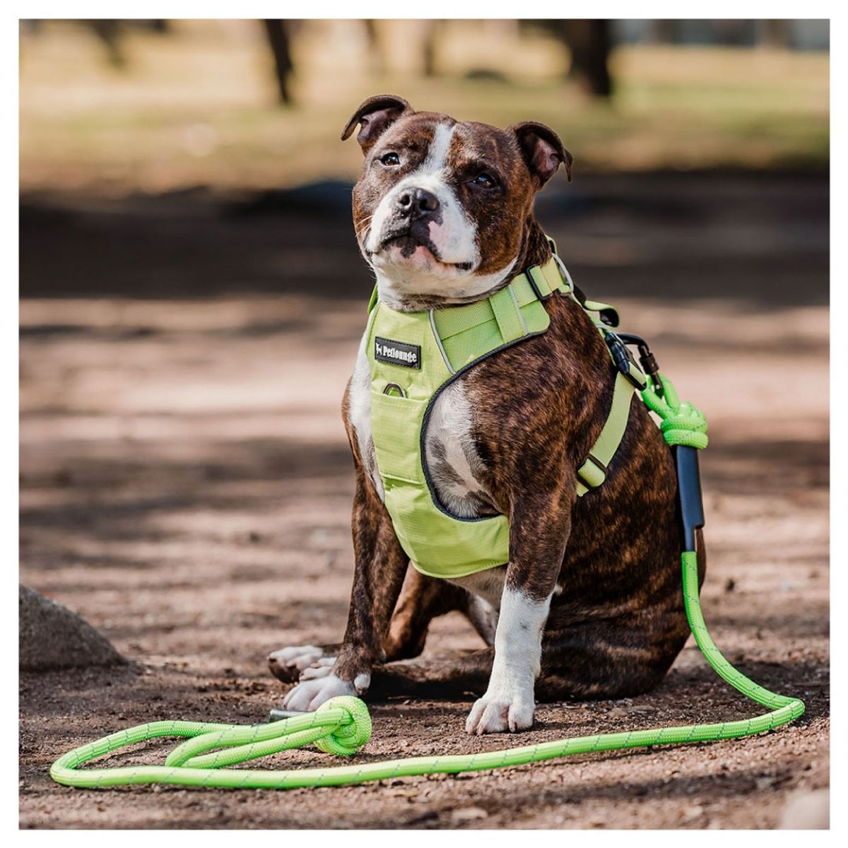 PETLOUNGE - Conjunto Arnés y Correa Outdoor - Verde - Talla XL - Perro.