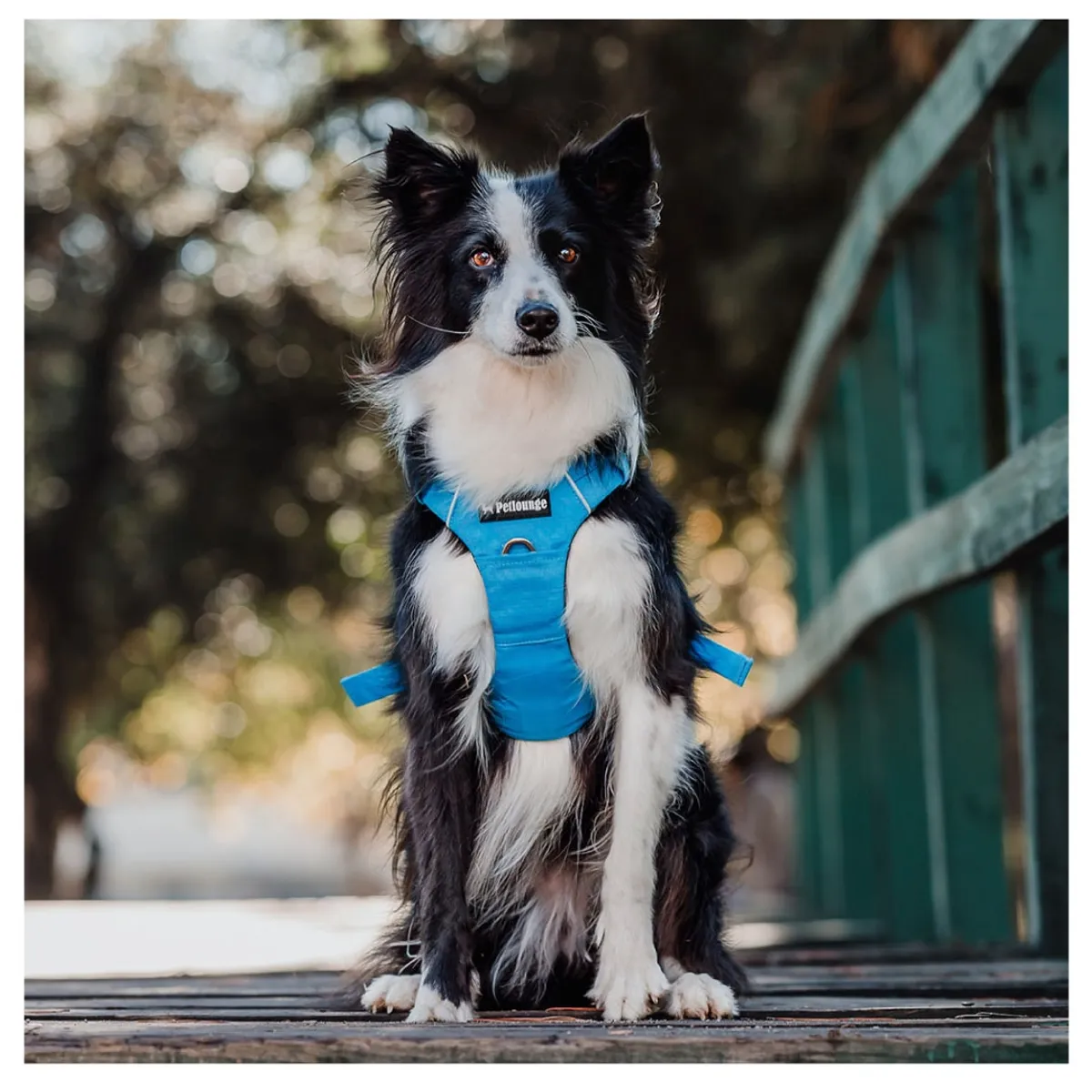 PETLOUNGE - Arnés Outdoor Ajustable - Celeste - Talla XS - Paseo Perro