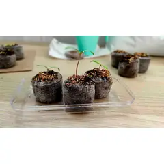 GROW SWEET - Jiffys 42x42 mm Germinadores de Turba