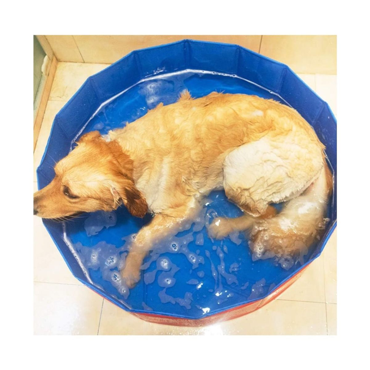 GENERICO - Piscina Para Mascotas Talla 80x30