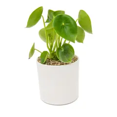 LEPOTIT - Planta peperomia cucharita macetero cilindro cerámica blanca