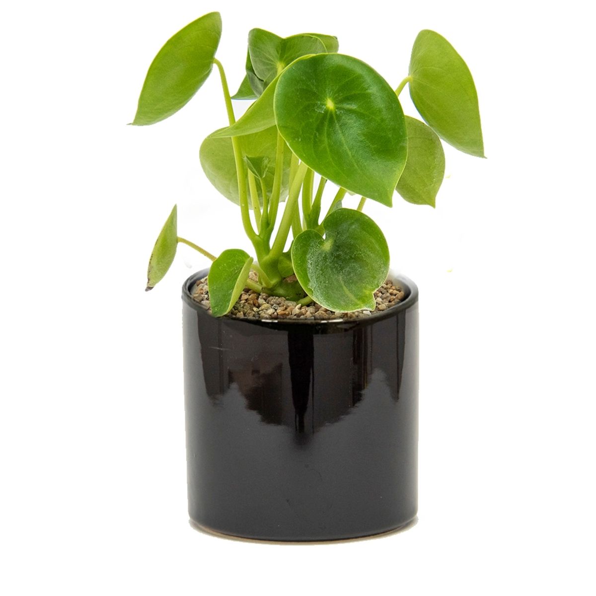 LEPOTIT - Planta peperomia cucharita macetero cilindro cerámica negra