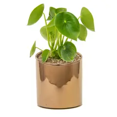 LEPOTIT - Planta peperomia cucharita macetero cilindro cerámica cobre