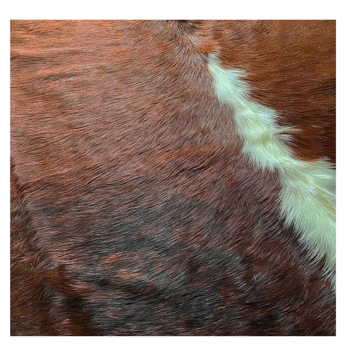 AL FILO DEL GAUCHO - Alfombra Premium Café Manchas