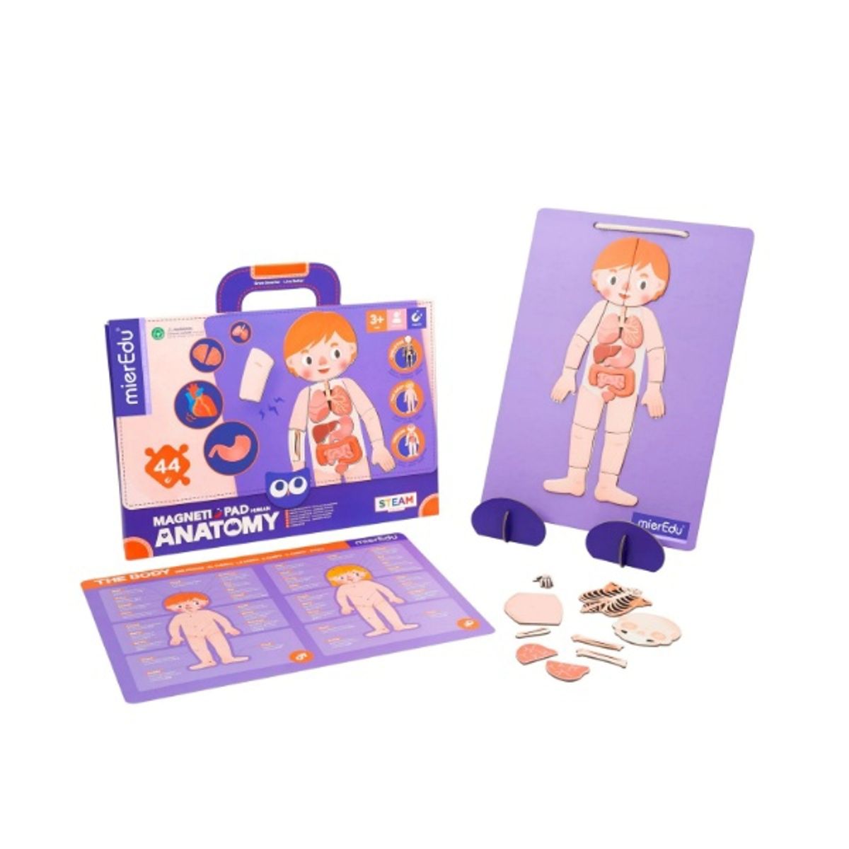 MIEREDU - Maletin Magnetico Anatomia