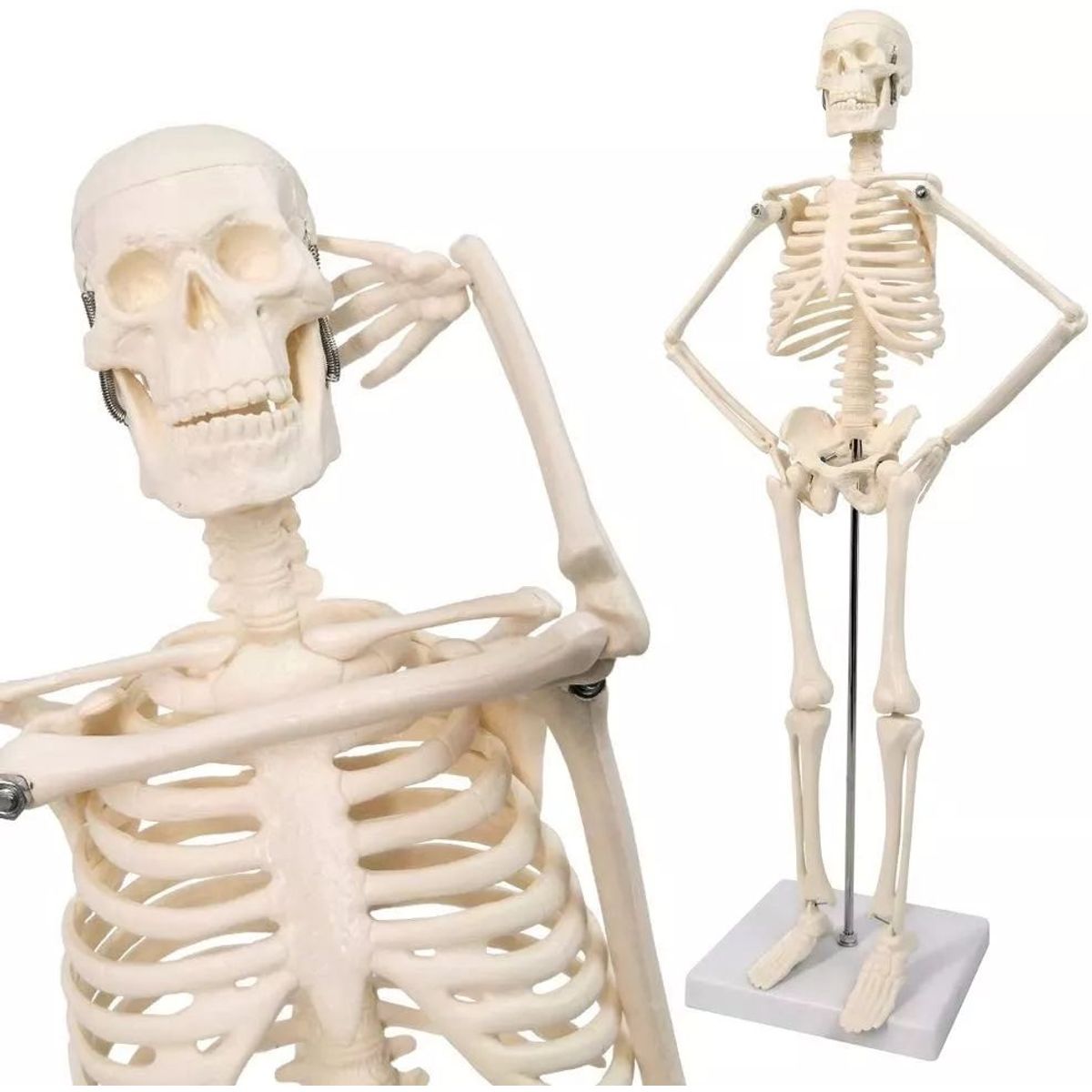 KUANGYE - Modelo Anatómico- Esqueleto Humano 45 Cm