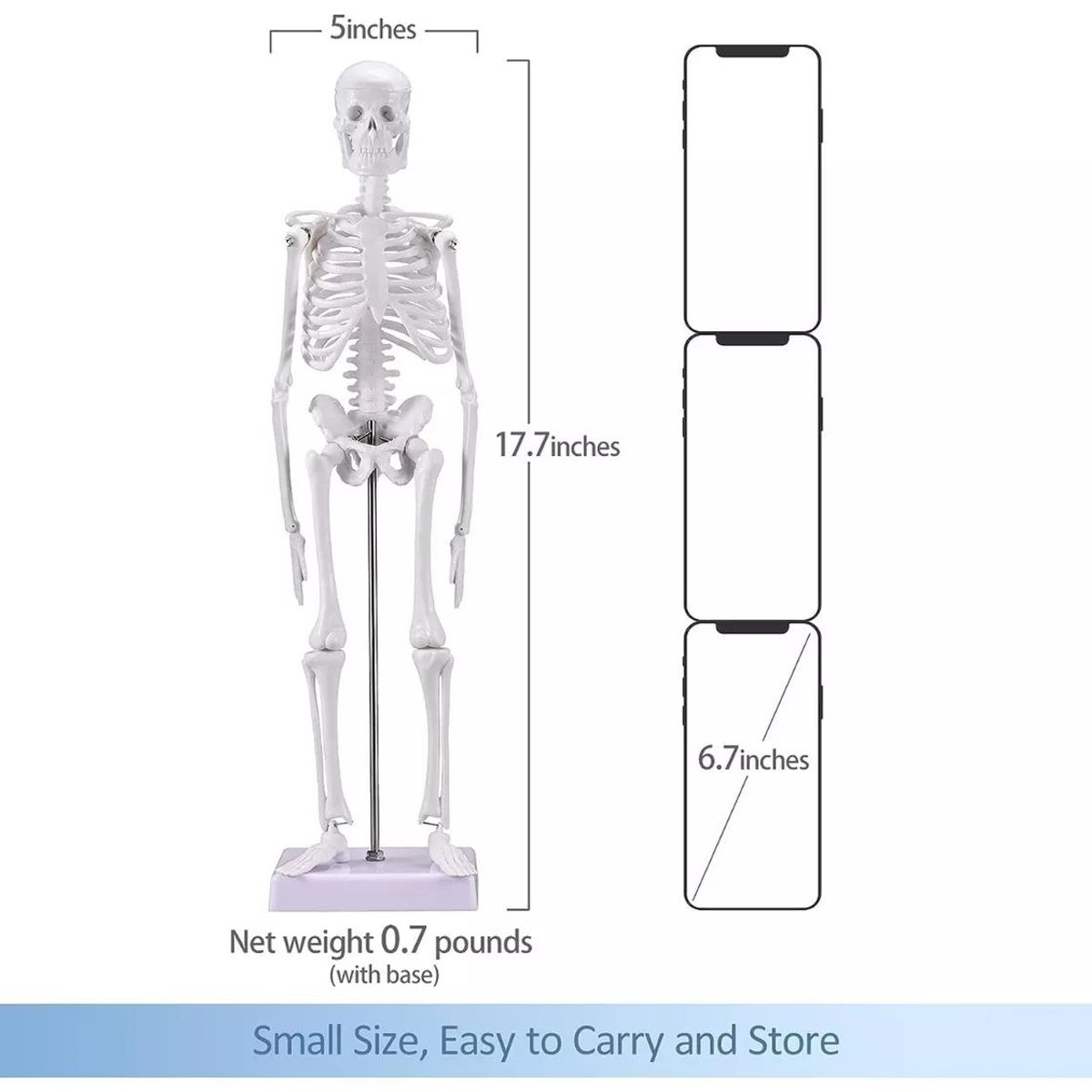KUANGYE - Modelo Anatómico- Esqueleto Humano 45 Cm