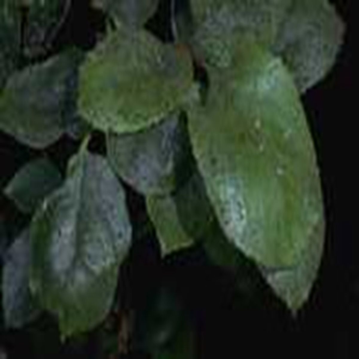 GENERICO - JABÓN POTÁSICO CON ACEITE DE NEEM LISTO PARA USAR