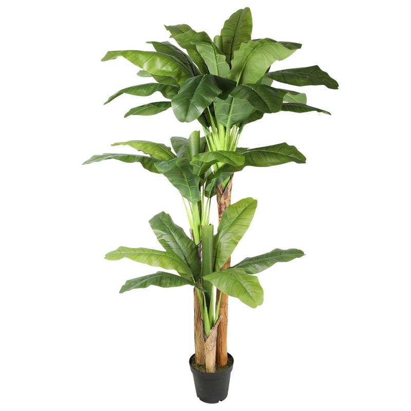 THE GREEN ELEMENT - Banana Tree 220 CM