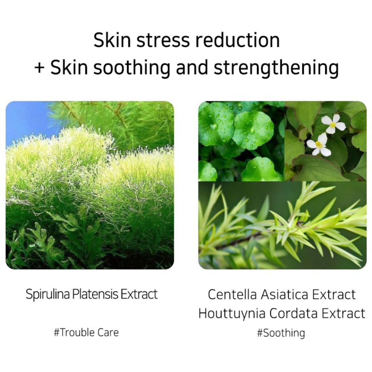 MULDREAM - Muldream Ampolla Hidratante y Calmante - Cosmética Coreana