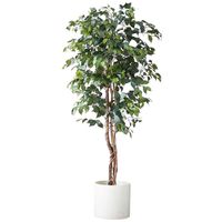 Planta Artificial Ficus Premium 180 Cm / 1288 Hojas /