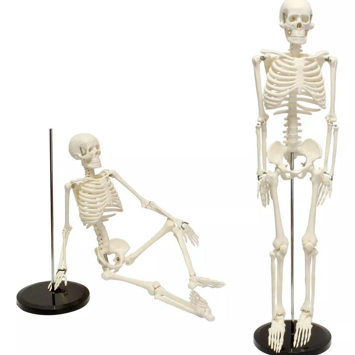 KUANGYE - Humano Esqueleto 85 Cm Modelo Anatómico