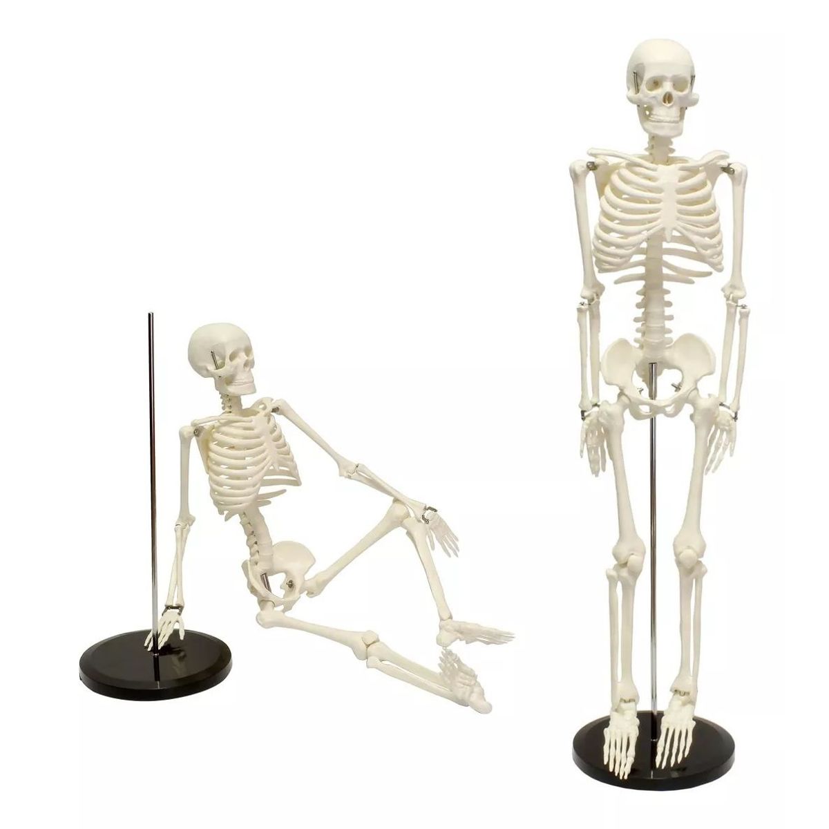 KUANGYE - Humano Esqueleto 85 Cm Modelo Anatómico