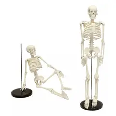 KUANGYE - Humano Esqueleto 85 Cm Modelo Anatómico