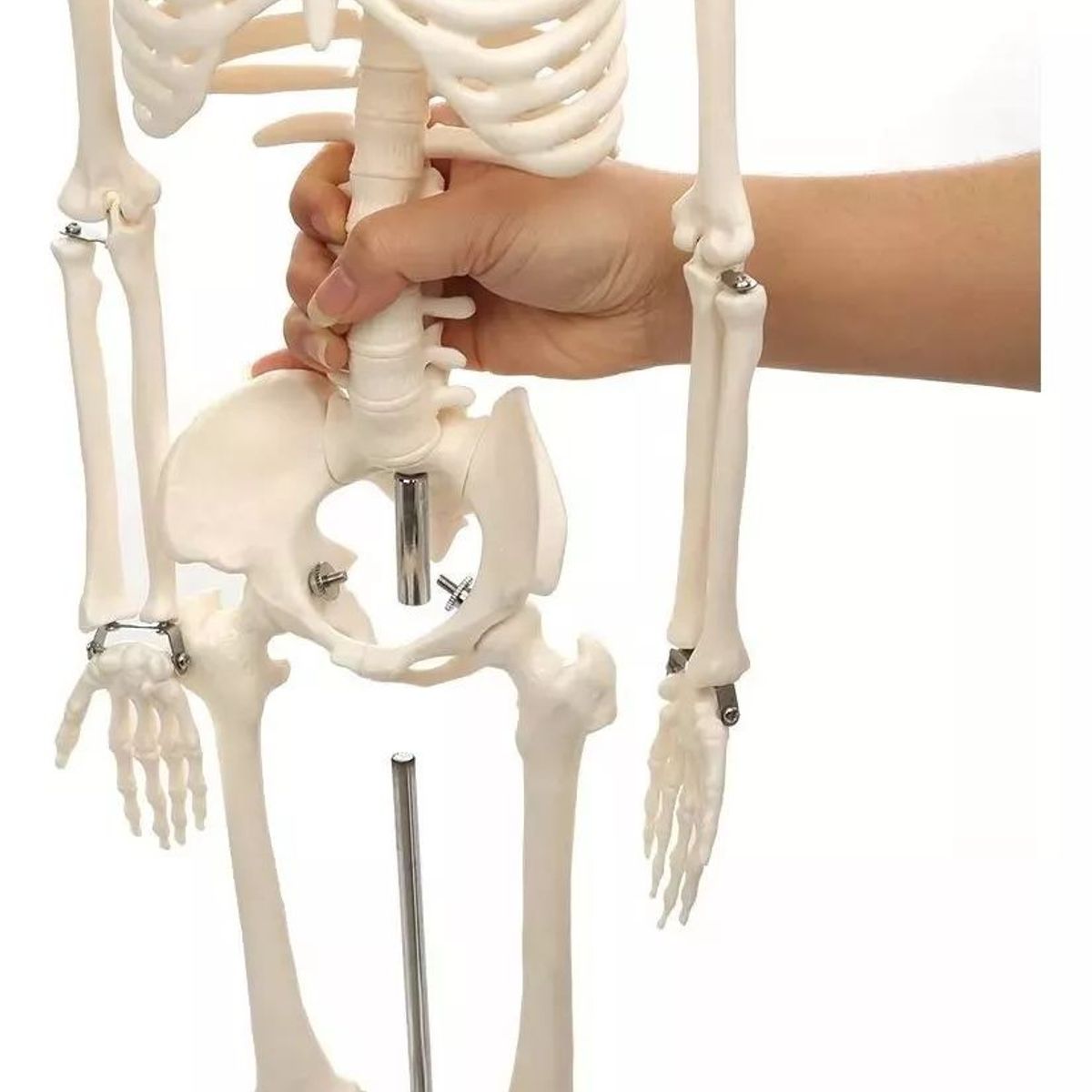 KUANGYE - Humano Esqueleto 85 Cm Modelo Anatómico