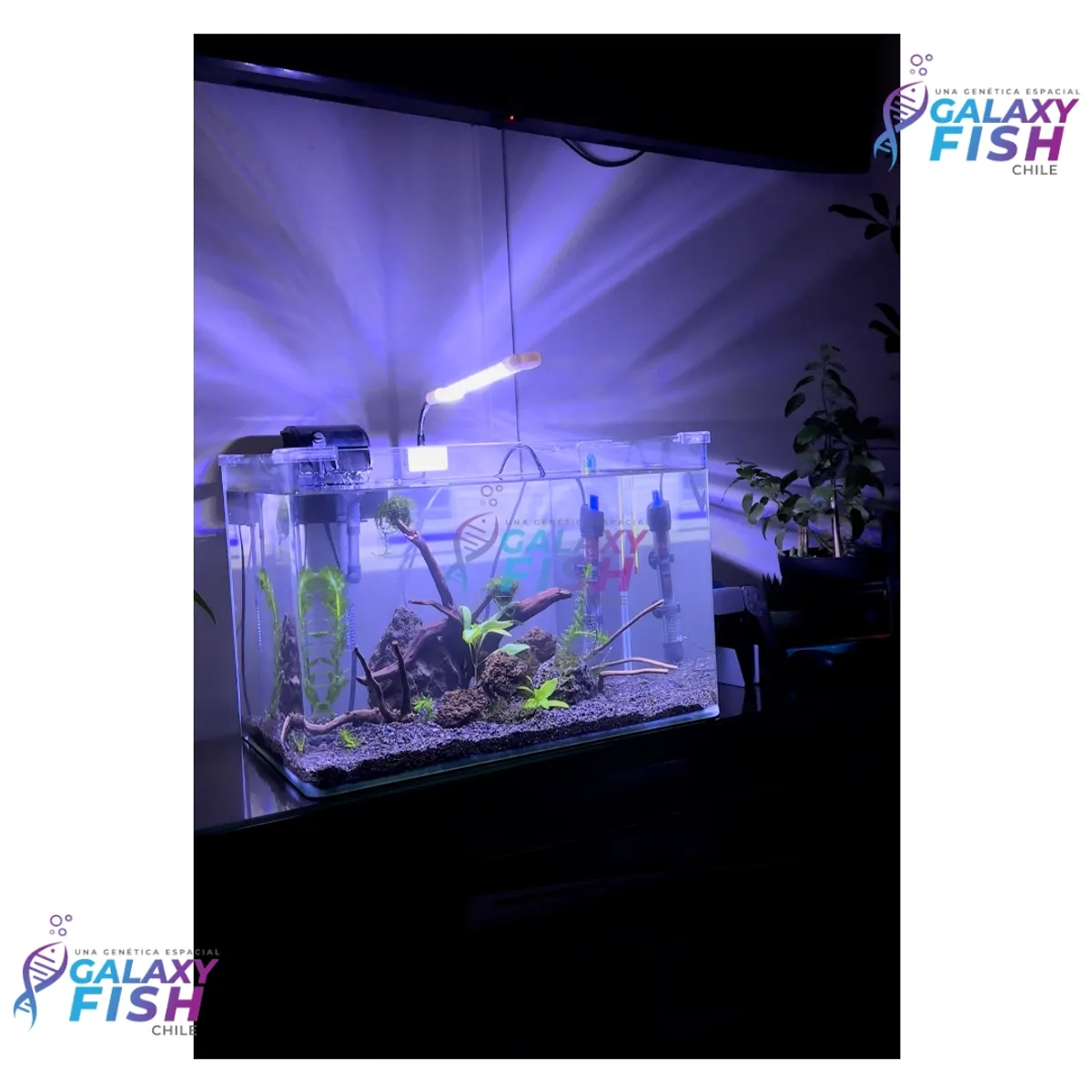 GENERICO - ACUARIO KIT COMPLETO