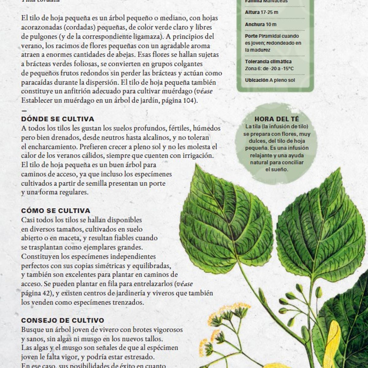 BLUME - Cultivar Arboles: Guía De Jardinería