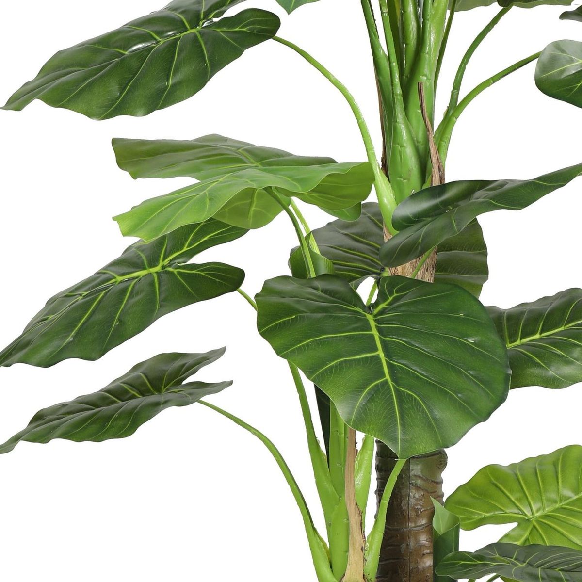 THE GREEN ELEMENT - Taro 135 CM