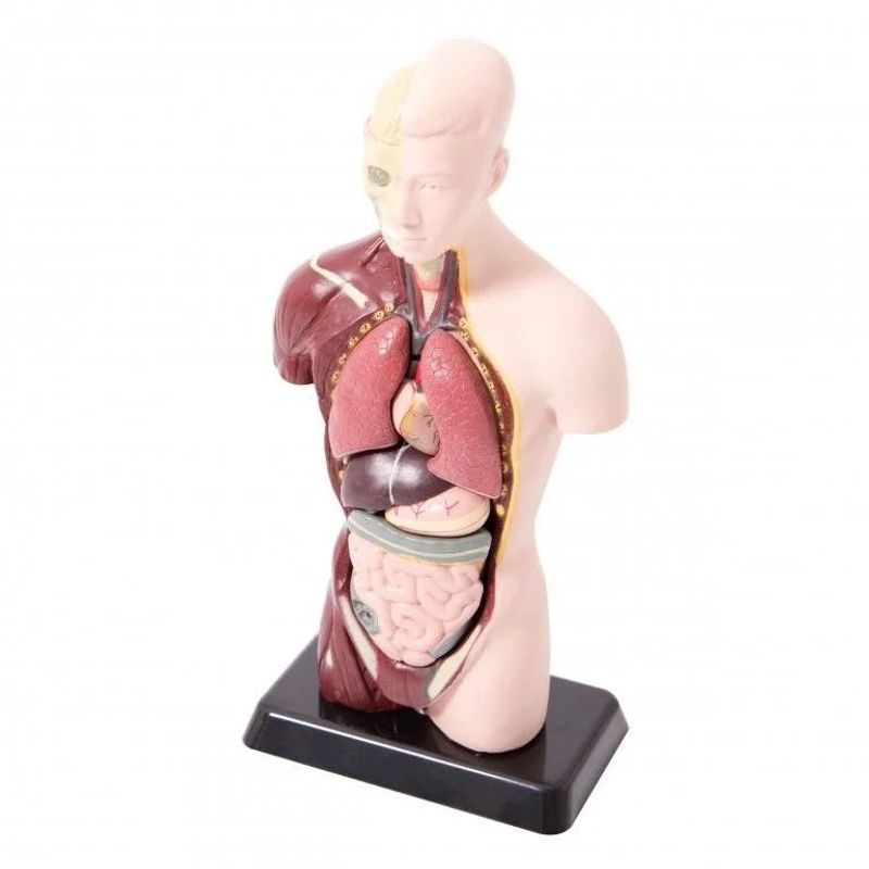 GENERICO - EDUTOYS MK 027 TORSO HUMANO 27 CM 8 PIEZAS