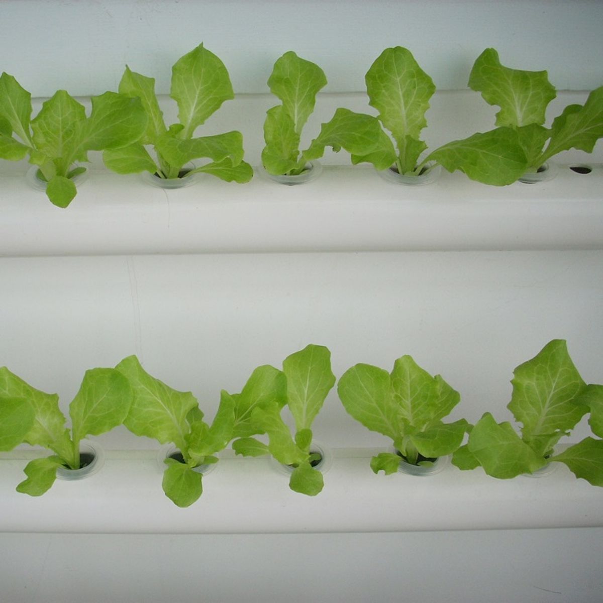 GENERICO - Cultivo Hidropónico para 36 Plantas.