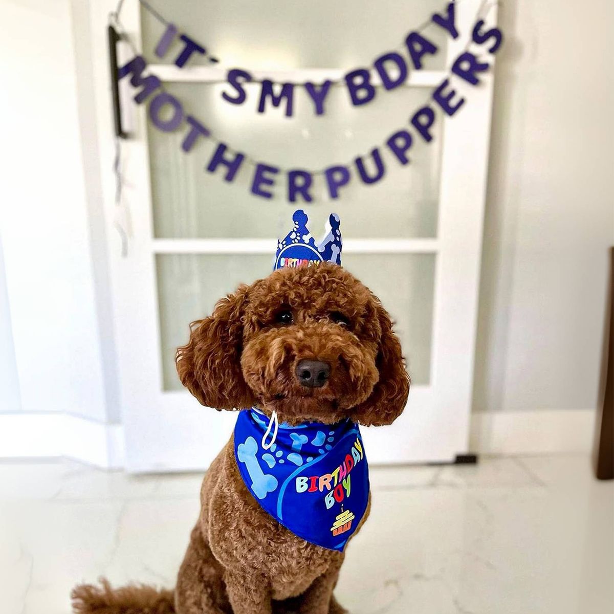COREJOY - Pack Decoración Cumpleaños para perros azul-L