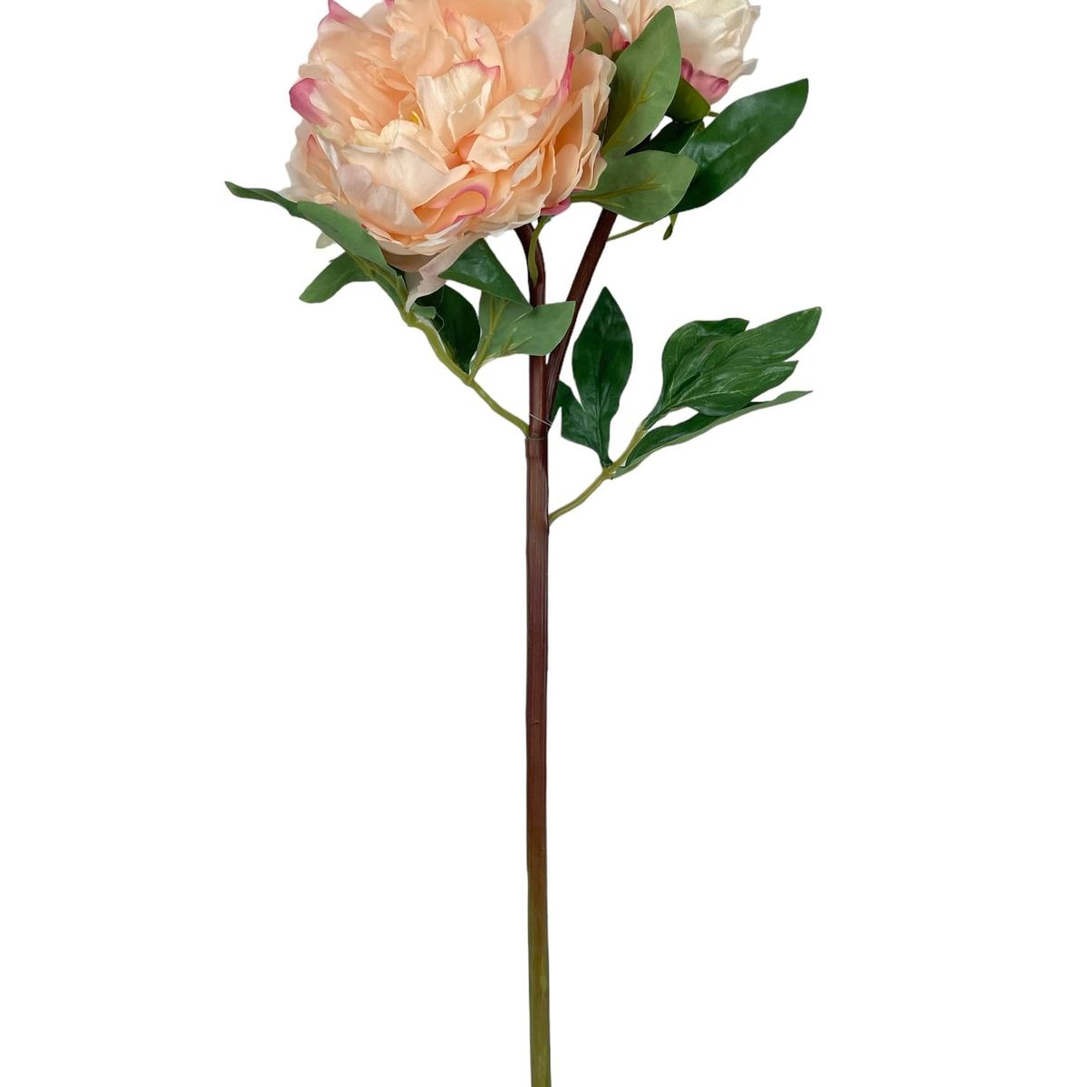 COREL - Peonia Con Boton Crema-Rosa 54 cm Con Acabado Natural