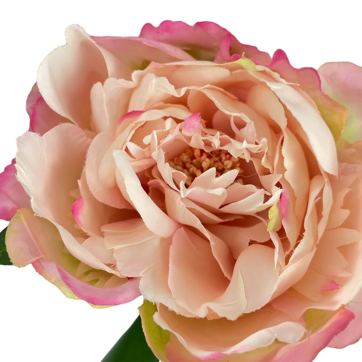 COREL - Peonia Con Boton Crema-Rosa 54 cm Con Acabado Natural