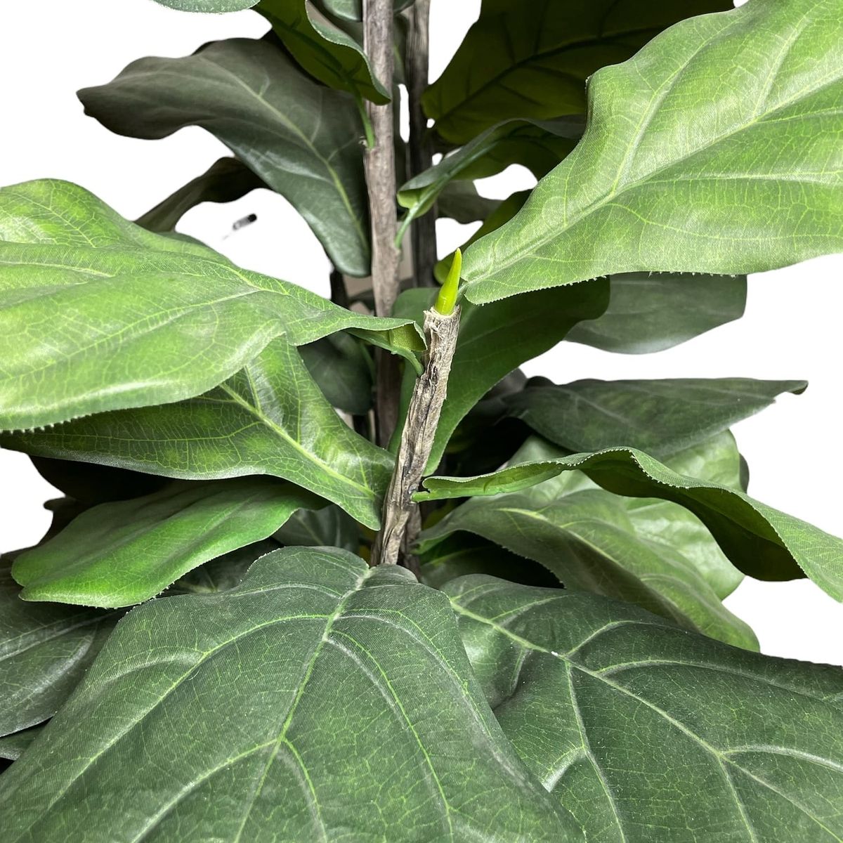 COREL - Árbol Ficus Lyrata 150cm Artificial