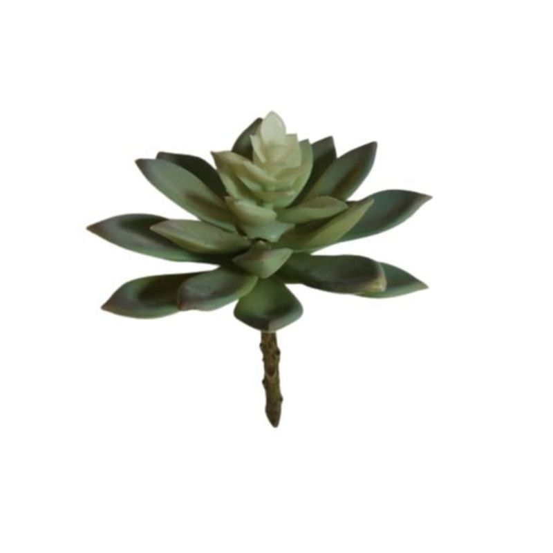 COREL - Suculenta Echeverria Verde 14cm Sin Macetero