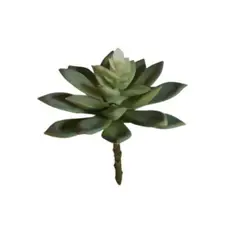COREL - Suculenta Echeverria Verde 14cm Sin Macetero