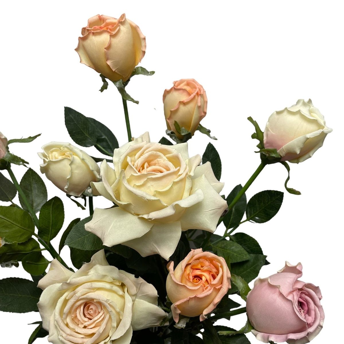 COREL - Arreglo De Rosas 85 cm (Sin Macetero)