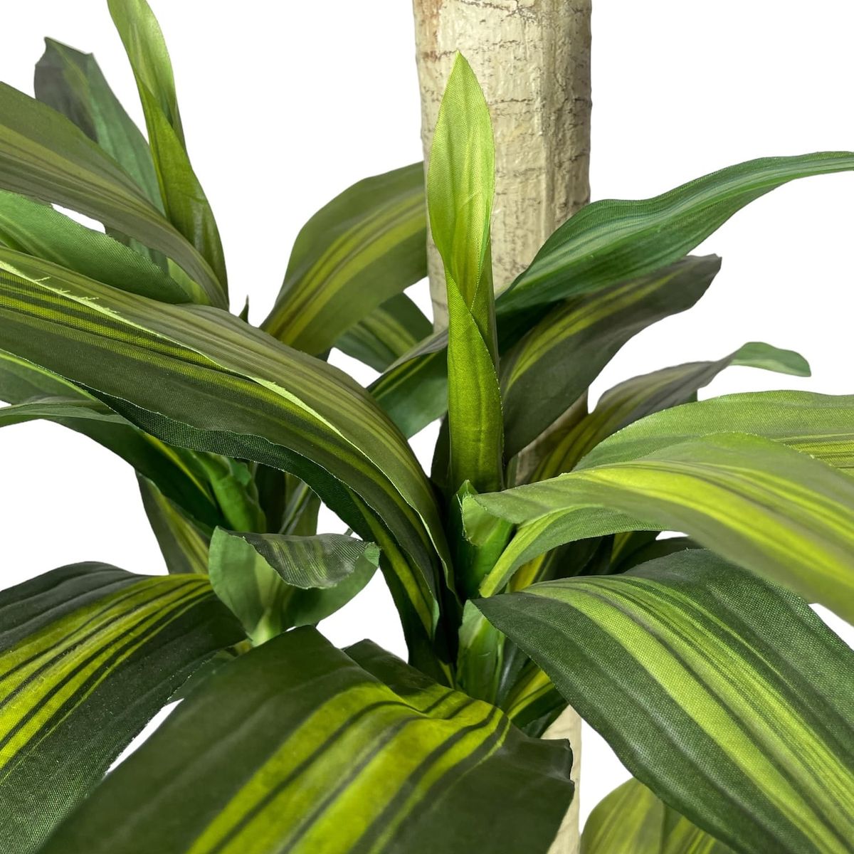 COREL - Árbol Dracena 166cm