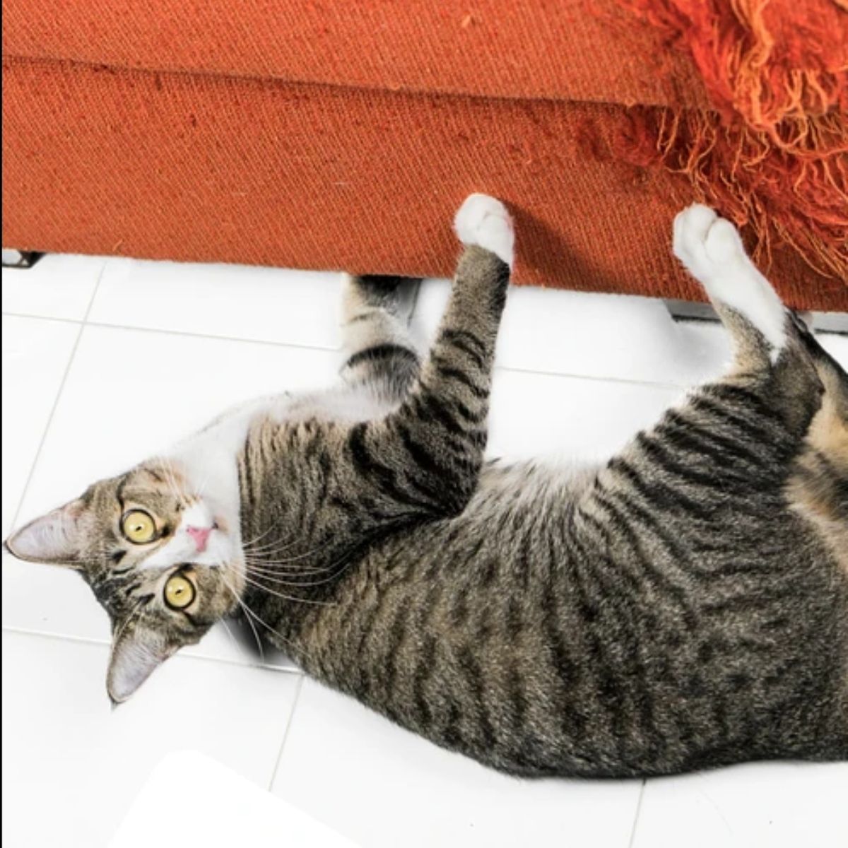 BIOLINE - Repelente Para Gatos Bioline Keep Off Spray For Cat 175ml