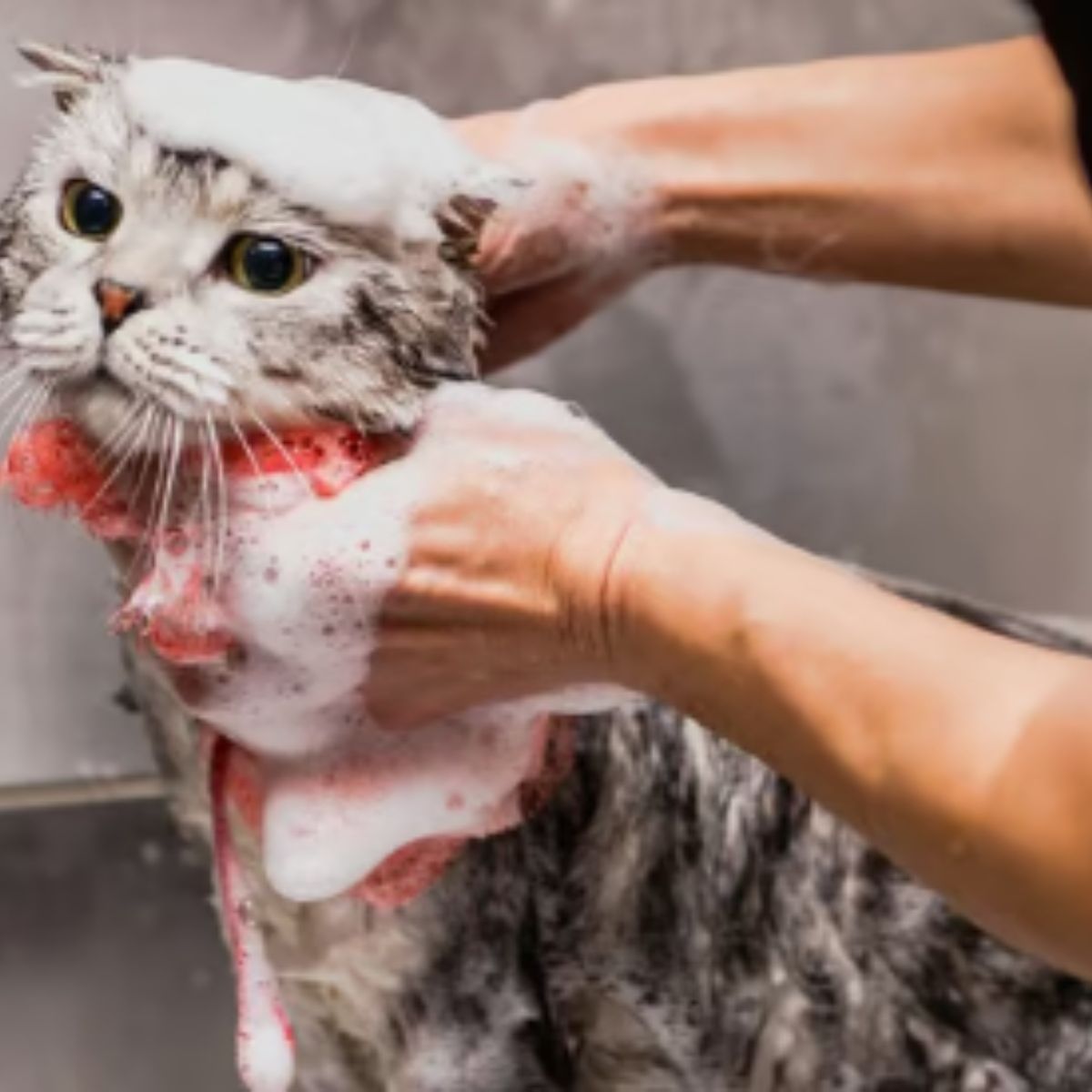 BIOLINE - Shampoo Bioline Gatos 250ml